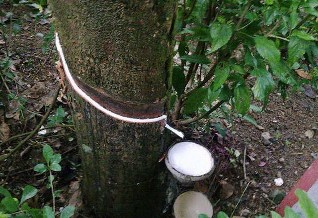 持续降雨影响印度喀拉拉邦天胶产量